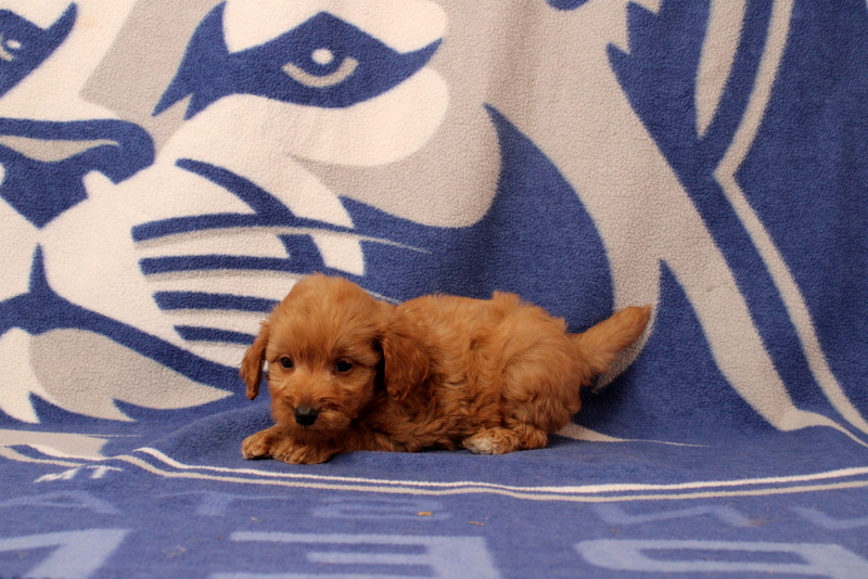 puppy, for, sale, Mini Goldendoodle F2B, Matthew B. Stoltzfus, dog, breeder, Gap, PA, dog-breeder, puppy-for-sale, forsale, nearby, find, puppyfind, locator, puppylocator, aca